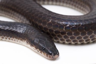 Xenopeltis unicolor. Güneş ışığı yılanı, Güneydoğu Asya 'da ve Endonezya' nın bazı bölgelerinde bulunan zehirli olmayan bir yılan türüdür. beyaz arkaplanda izole