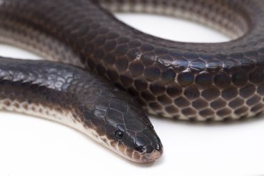 Xenopeltis unicolor. Common names: sunbeam snake is a non-venomous sunbeam snake species found in Southeast Asia and some regions of Indonesia. isolated on white background clipart