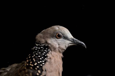 Benekli güvercin (Spilopelia chinensis) küçük ve biraz uzun kuyruklu bir güvercindir. Siyah arkaplanda izole