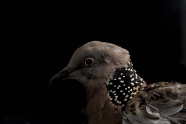 Benekli güvercin (Spilopelia chinensis) küçük ve biraz uzun kuyruklu bir güvercindir. Siyah arkaplanda izole
