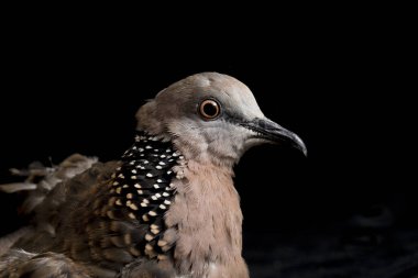 Benekli güvercin (Spilopelia chinensis) küçük ve biraz uzun kuyruklu bir güvercindir. Siyah arkaplanda izole