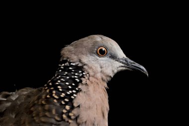 Benekli güvercin (Spilopelia chinensis) küçük ve biraz uzun kuyruklu bir güvercindir. Siyah arkaplanda izole