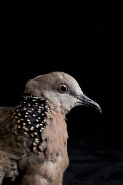Benekli güvercin (Spilopelia chinensis) küçük ve biraz uzun kuyruklu bir güvercindir. Siyah arkaplanda izole