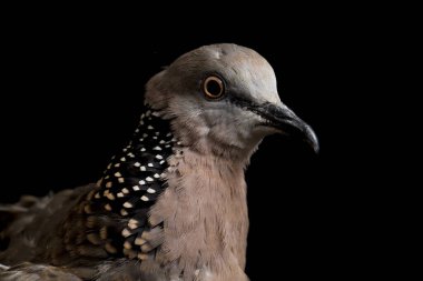 Benekli güvercin (Spilopelia chinensis) küçük ve biraz uzun kuyruklu bir güvercindir. Siyah arkaplanda izole