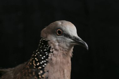 Benekli güvercin (Spilopelia chinensis) küçük ve biraz uzun kuyruklu bir güvercindir. Siyah arkaplanda izole