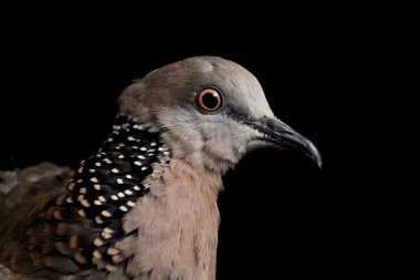 Benekli güvercin (Spilopelia chinensis) küçük ve biraz uzun kuyruklu bir güvercindir. Siyah arkaplanda izole