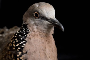 Benekli güvercin (Spilopelia chinensis) küçük ve biraz uzun kuyruklu bir güvercindir. Siyah arkaplanda izole