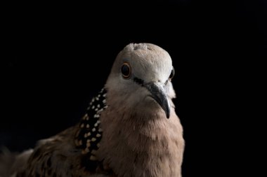 Benekli güvercin (Spilopelia chinensis) küçük ve biraz uzun kuyruklu bir güvercindir. Siyah arkaplanda izole