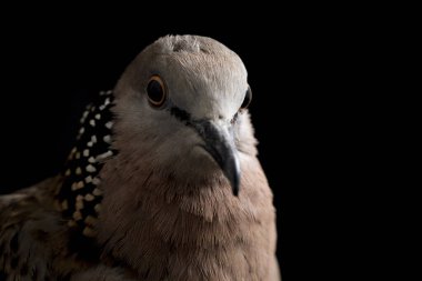 Benekli güvercin (Spilopelia chinensis) küçük ve biraz uzun kuyruklu bir güvercindir. Siyah arkaplanda izole