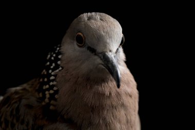 Benekli güvercin (Spilopelia chinensis) küçük ve biraz uzun kuyruklu bir güvercindir. Siyah arkaplanda izole