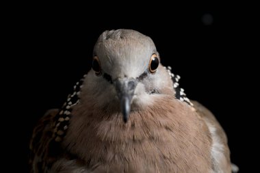 Benekli güvercin (Spilopelia chinensis) küçük ve biraz uzun kuyruklu bir güvercindir. Siyah arkaplanda izole
