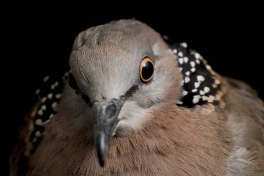 Benekli güvercin (Spilopelia chinensis) küçük ve biraz uzun kuyruklu bir güvercindir. Siyah arkaplanda izole