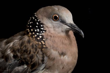 Benekli güvercin (Spilopelia chinensis) küçük ve biraz uzun kuyruklu bir güvercindir. Siyah arkaplanda izole