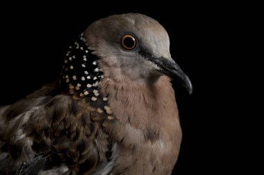 Benekli güvercin (Spilopelia chinensis) küçük ve biraz uzun kuyruklu bir güvercindir. Siyah arkaplanda izole
