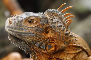 Kırmızı İguana 'ya yaklaş (iguana iguanası)