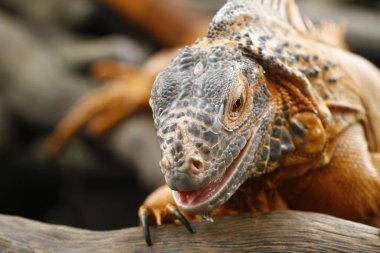 Kırmızı İguana 'ya yaklaş (iguana iguanası)