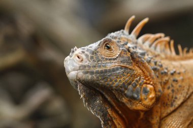 Kırmızı İguana 'ya yaklaş (iguana iguanası)