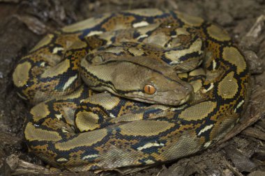 Endonezya 'da bebek retikülatörü (Python reticulatus) Bali lokalitesi