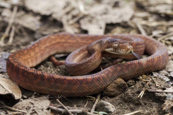 Baby Amethystine Python Morelia Amethistina Grande Serpente Família Pythonidae Encontrada — Fotografia de Stock