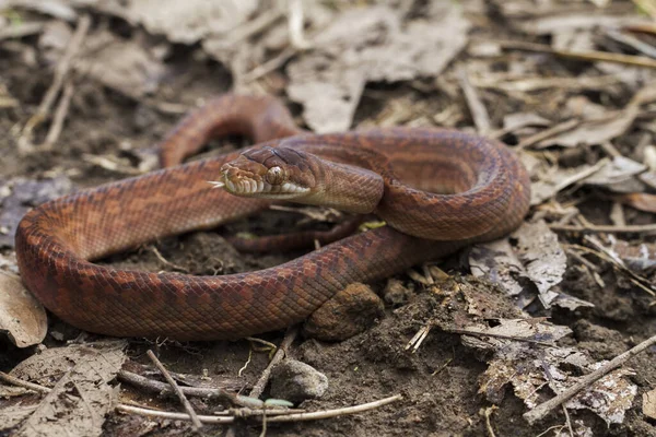 Baby Amethystine Python Morelia Amethistina Large Snake Family Pythonidae Found — Stock Photo, Image