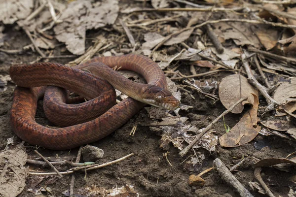 Baby Amethystine Python Morelia Amethistina Large Snake Family Pythonidae Found — Stock Photo, Image