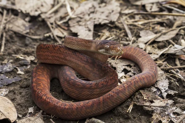 Baby Amethystine Python Morelia Amethistina Large Snake Family Pythonidae Found — Stock Photo, Image