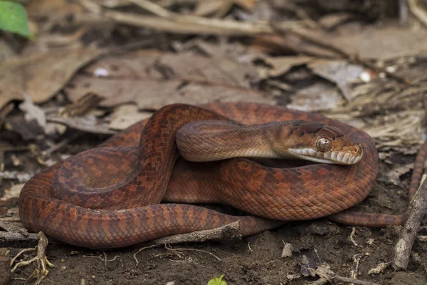 Большая Змея Семействе Pythonidae Найденная Индонезии Папуа Новой Гвинее Австралии — стоковое фото