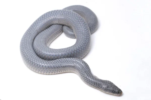 Xenopeltis Unicolor Shedding Είναι Δέρμα Κοινές Ονομασίες Φίδι Ηλιαχτίδας Είναι — Φωτογραφία Αρχείου