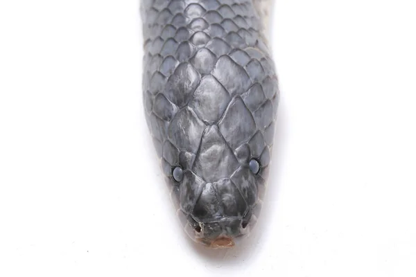 Xenopeltis Unicolor Derramando Piel Nombres Comunes Sunbeam Snake Non Venomous — Foto de Stock