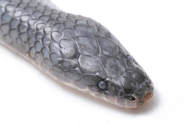 Xenopeltis Unicolor Shedding Шкіра Загальні Назви Змія Сонячних Променів Неотруйний — стокове фото