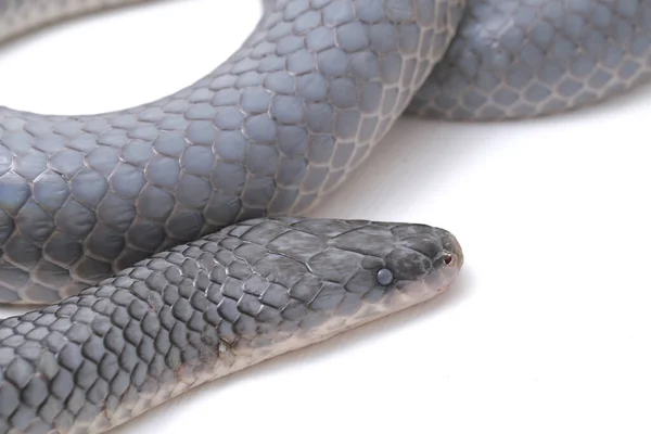 Xenopeltis unicolor Shedding it\'s Skin. Common names: sunbeam snake is a non-venomous sunbeam snake species found in Southeast Asia and some regions of Indonesia. isolated on white background