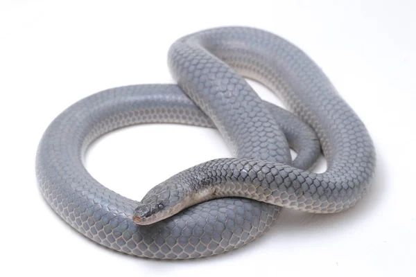 단두대 신데렐라 스킨이야 Sunbeam Snake 동남아시아와 인도네시아 지역에서 발견되는 뱀이다 — 스톡 사진