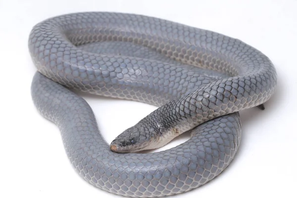 Xenopeltis unicolor Shedding it's Skin. Common names: sunbeam snake is a non-venomous sunbeam snake species found in Southeast Asia and some regions of Indonesia. isolated on white background