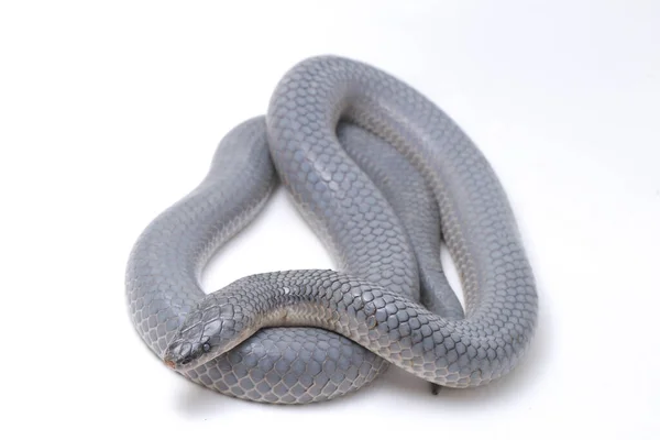 クセノペルティスの単色のシェーディングそれは皮膚です 一般名 サンビームヘビ Sunbeam Snake 東南アジアやインドネシアの一部の地域で見られる非毒のサンビームヘビである 白い背景に隔離され — ストック写真