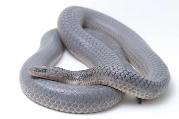 单色色素性色素性色素性色素症常见名称 太阳光蛇 Sunbeam Snake 是一种非剧毒的太阳光蛇 见于东南亚和印度尼西亚的一些地区 在白色背景下隔离 — 图库照片