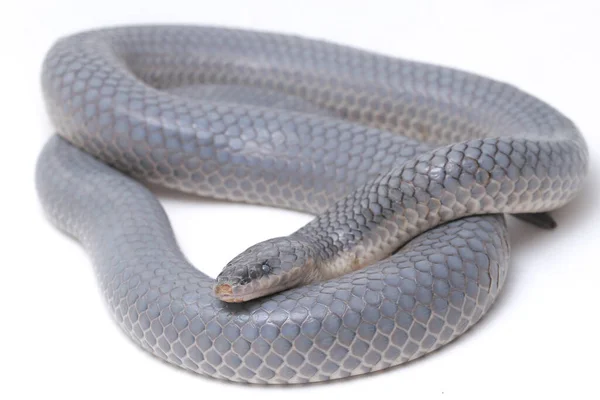Xenopeltis Unicolor Shedding Skin Common Names Sunbeam Snake Non Venomous — Stock Photo, Image
