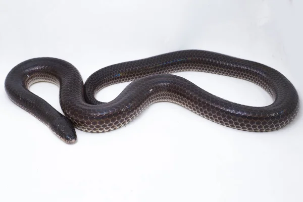 Xenopeltis unicolor. Güneş ışığı yılanı, Güneydoğu Asya 'da ve Endonezya' nın bazı bölgelerinde bulunan zehirli olmayan bir yılan türüdür. beyaz arkaplanda izole