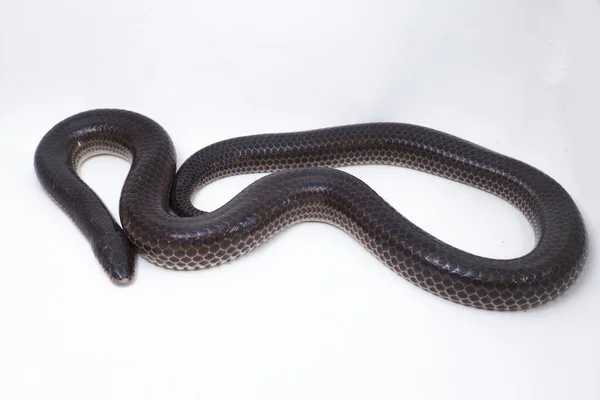 ゼノペルティス ユニカラー 一般名 サンビームヘビ Sunbeam Snake 東南アジアやインドネシアの一部の地域で見られる非毒のサンビームヘビである 白い背景に隔離され — ストック写真
