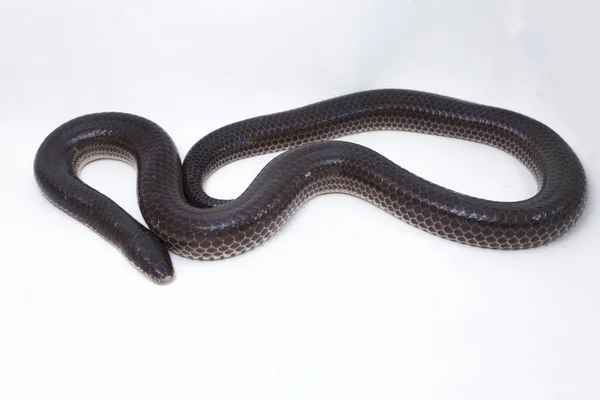 Xenopeltis unicolor. Güneş ışığı yılanı, Güneydoğu Asya 'da ve Endonezya' nın bazı bölgelerinde bulunan zehirli olmayan bir yılan türüdür. beyaz arkaplanda izole