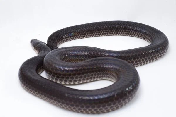 Xenopeltis Unicolor Nomes Comuns Cobra Sol Uma Espécie Serpente Não — Fotografia de Stock