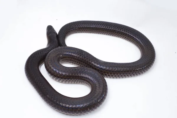 色彩艳丽的单色 常见名称 太阳光蛇 Sunbeam Snake 是一种非剧毒的太阳光蛇 见于东南亚和印度尼西亚的一些地区 在白色背景下隔离 — 图库照片