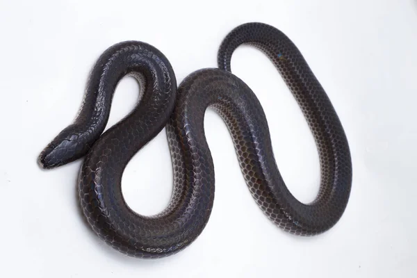 Xenopeltis unicolor. Güneş ışığı yılanı, Güneydoğu Asya 'da ve Endonezya' nın bazı bölgelerinde bulunan zehirli olmayan bir yılan türüdür. beyaz arkaplanda izole