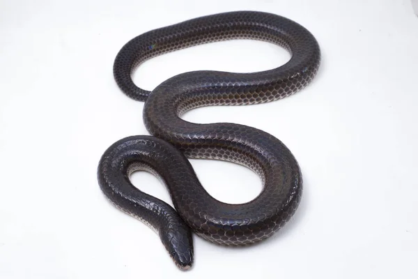 Xenopeltis unicolor. Güneş ışığı yılanı, Güneydoğu Asya 'da ve Endonezya' nın bazı bölgelerinde bulunan zehirli olmayan bir yılan türüdür. beyaz arkaplanda izole