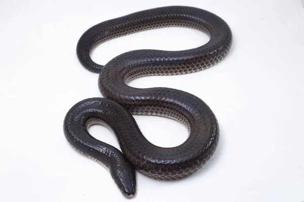 Xenopeltis Unicolor Běžné Názvy Sluneční Paprsek Had Nejedovatý Druh Hada — Stock fotografie