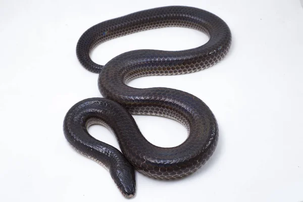 Xenopeltis Unicolor Nomes Comuns Cobra Sol Uma Espécie Serpente Não — Fotografia de Stock