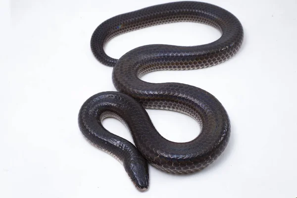 Xenopeltis unicolor. Güneş ışığı yılanı, Güneydoğu Asya 'da ve Endonezya' nın bazı bölgelerinde bulunan zehirli olmayan bir yılan türüdür. beyaz arkaplanda izole