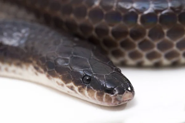 척수염 단두대입니다 Sunbeam Snake 동남아시아와 인도네시아 지역에서 발견되는 뱀이다 배경에 — 스톡 사진