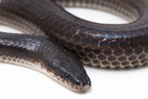 Xenopeltis unicolor. Güneş ışığı yılanı, Güneydoğu Asya 'da ve Endonezya' nın bazı bölgelerinde bulunan zehirli olmayan bir yılan türüdür. beyaz arkaplanda izole