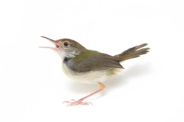 Bar Prinia Alado Prinia Familiaris Aislado Sobre Fondo Blanco —  Fotos de Stock