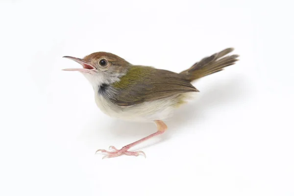 Bár Szárnyas Prinia Prinia Familiaris Izolált Fehér Alapon — Stock Fotó